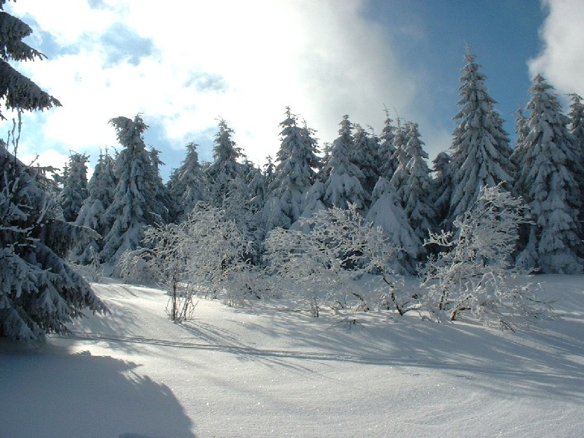 Zieleniec 2003